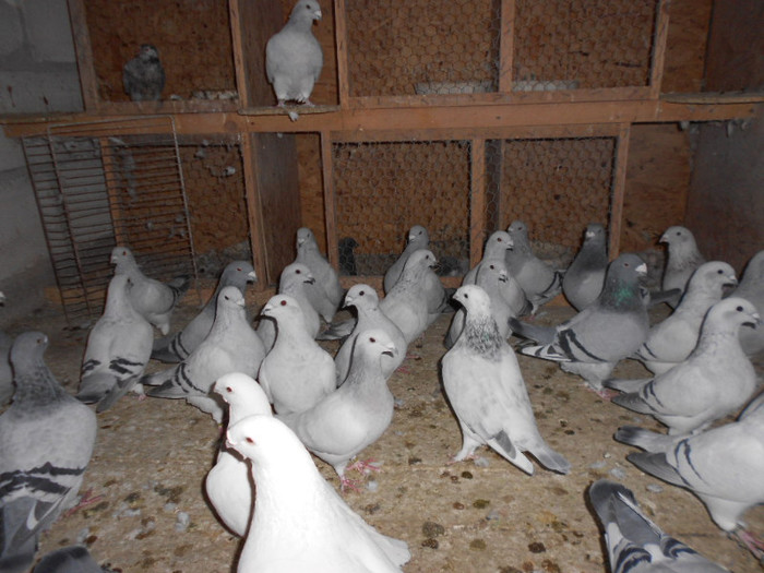 037 - porumbei de vanzare 31-10-2012