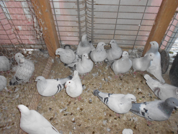 038 - porumbei de vanzare 31-10-2012