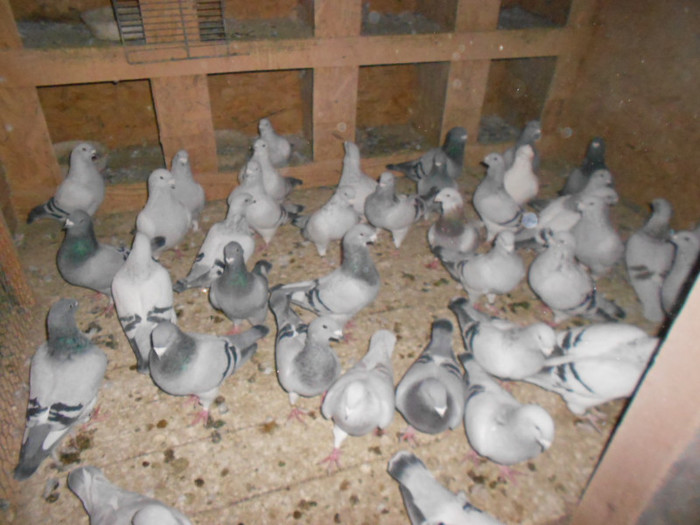 041 - porumbei de vanzare 31-10-2012