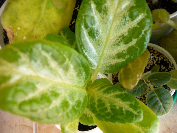 IMAG0016