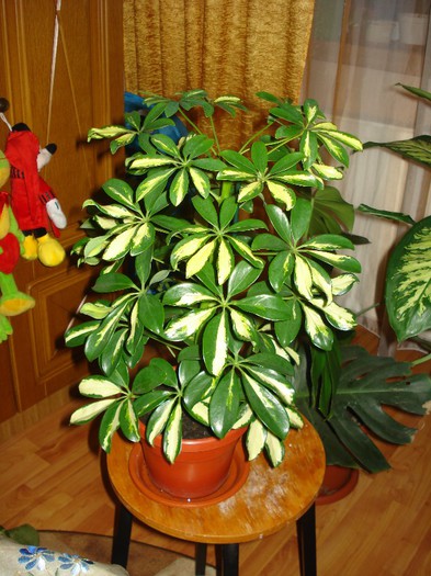 31.10.2012 - flori - Schefflera arboricola