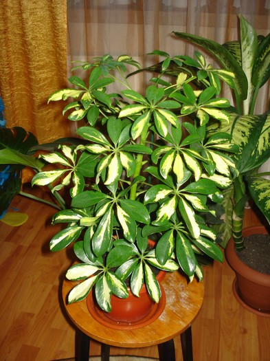 31.10.2012 - flori - Schefflera arboricola