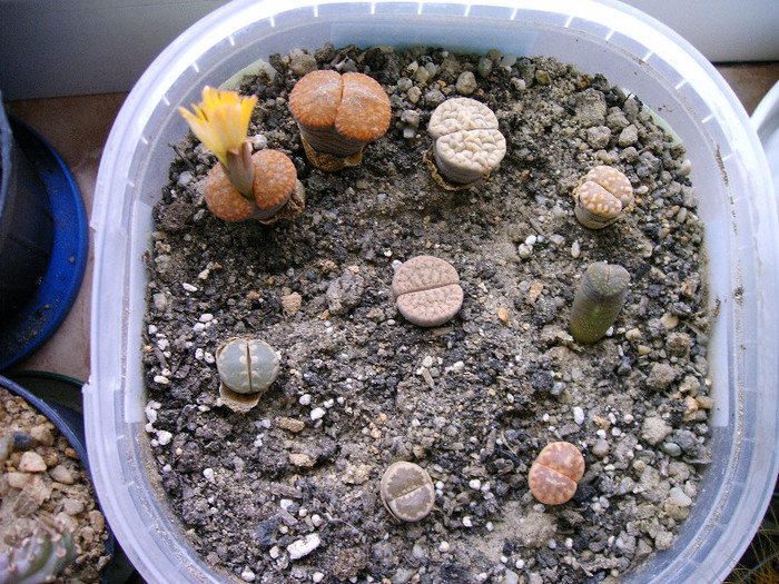Lithopsi - Cactusi -suculente