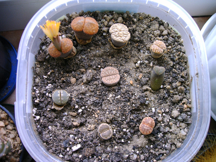 IMAG0028 - Cactusi -suculente