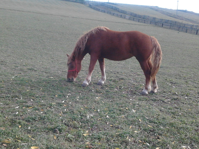 Photo0401 - Manza Roaiba