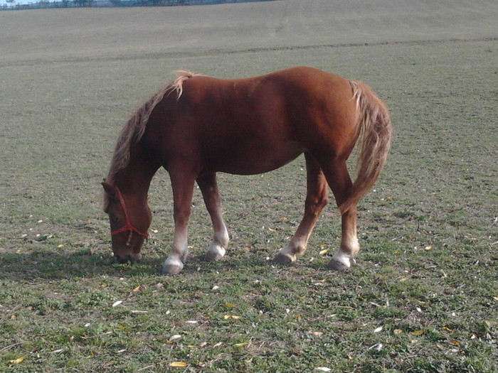 Photo0406 - Manza Roaiba