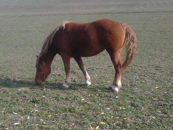 Photo0407 - Manza Roaiba