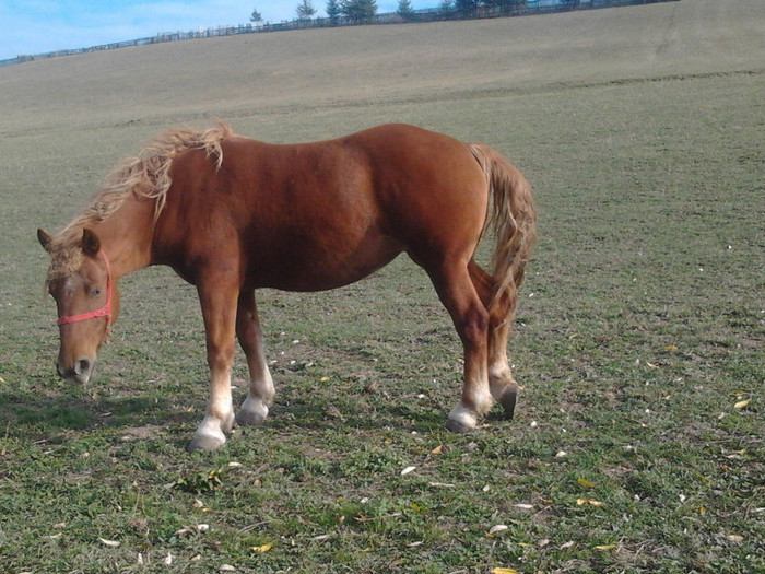 Photo0408 - Manza Roaiba