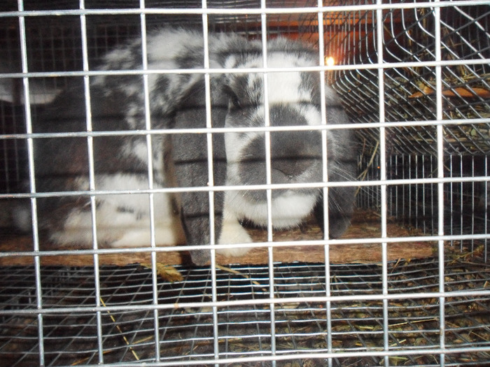 SAM_1946 - 3-berbeci octombrie 2012