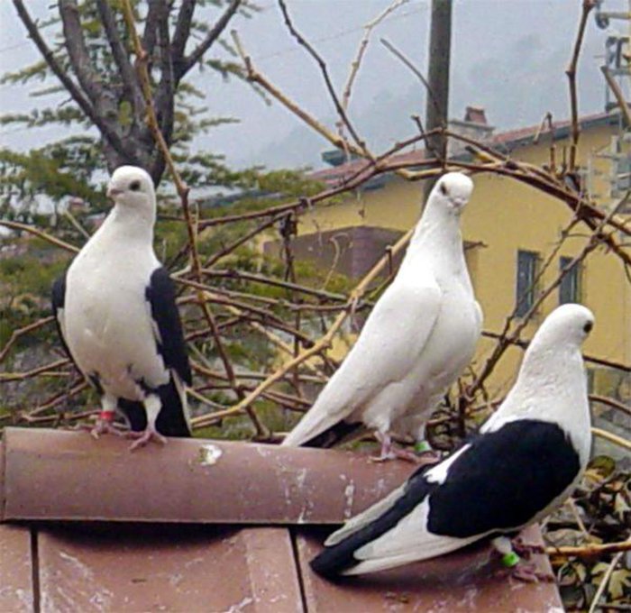 190704_102332043185357_14226_n