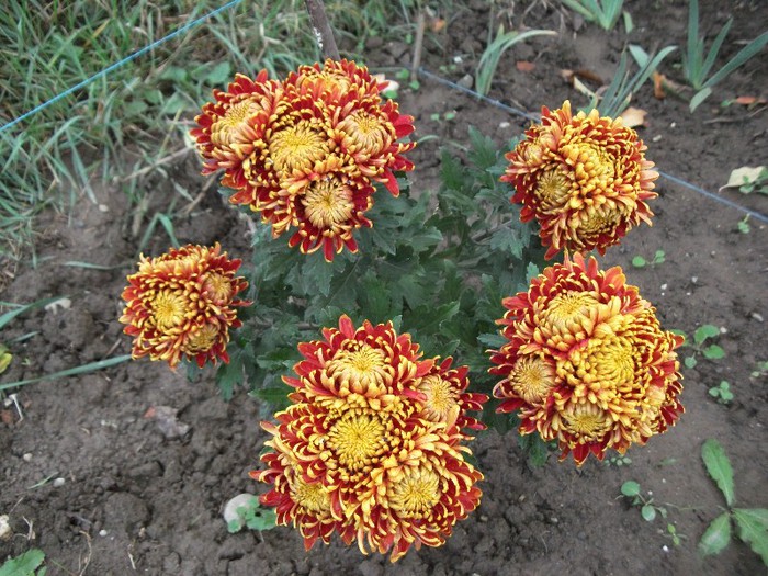 Picture 235 - Crizanteme