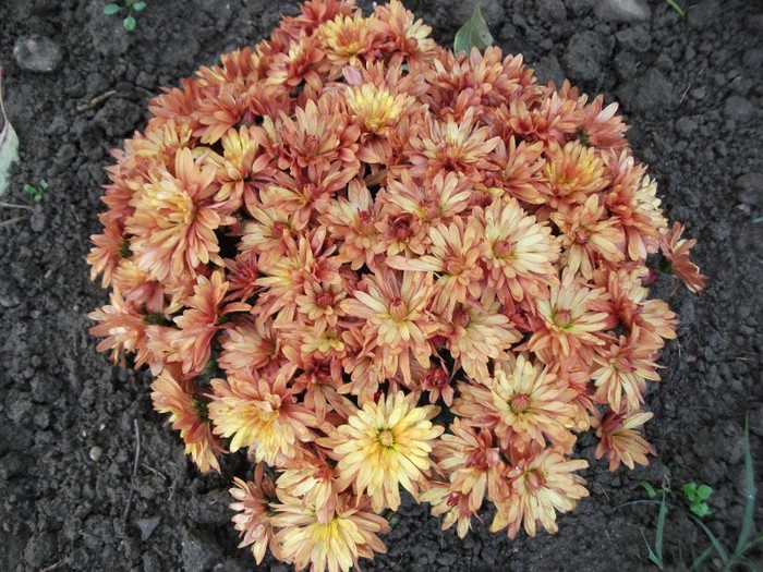 Picture 231 - Crizanteme
