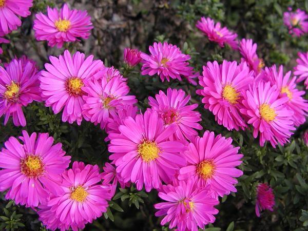 Symphyotrichum roz - Floricele de gradina