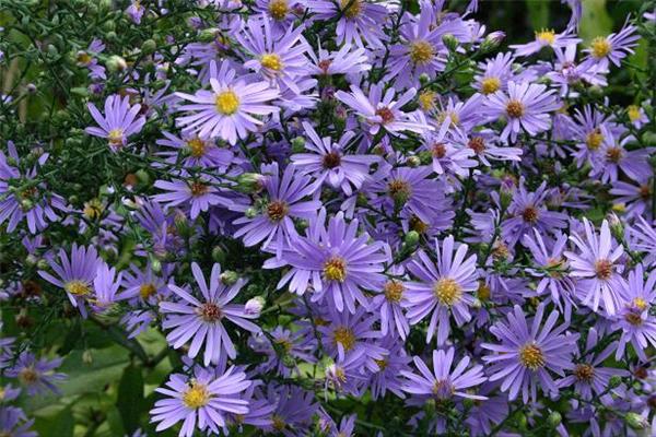 Symphyotrichum mov - Floricele de gradina