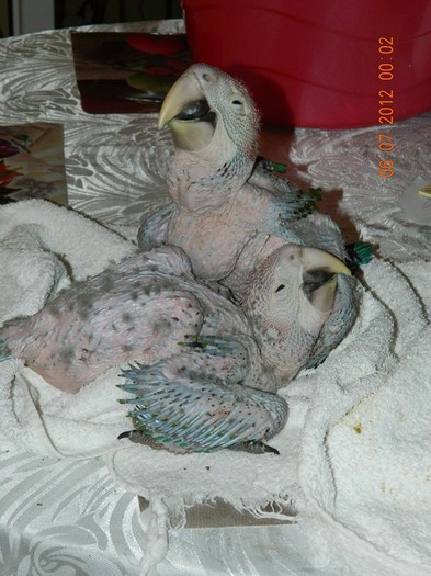 poze iunie-august 2012 268