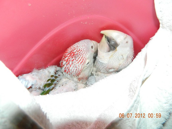 poze iunie-august 2012 282