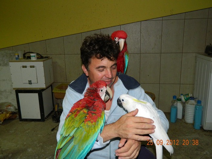 098 - Cacatua Pui 2012 - 3 luni