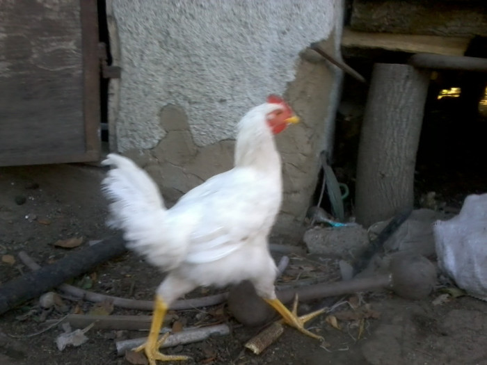 Fotografie1894 - KABIR- GIANT ROOSTER-  KABIR-2012