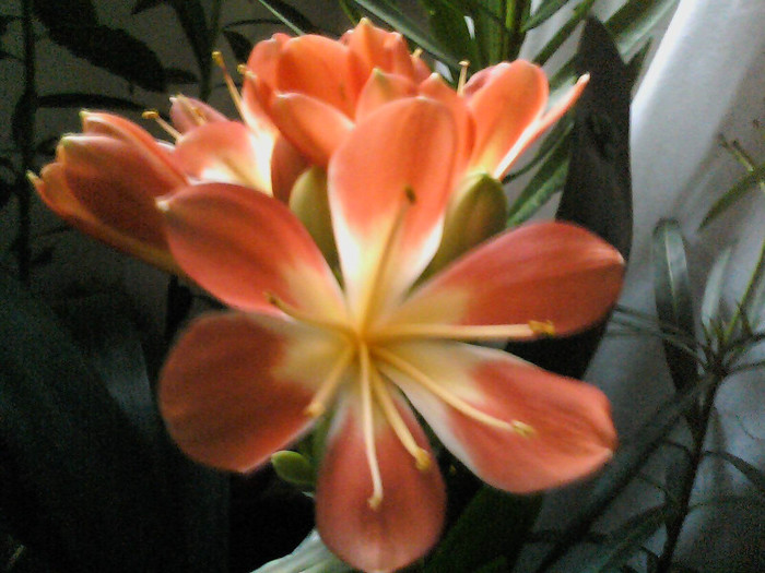 Picture 004 - CLIVIA