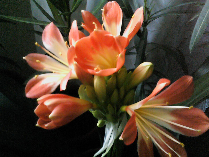 Picture 005 - CLIVIA