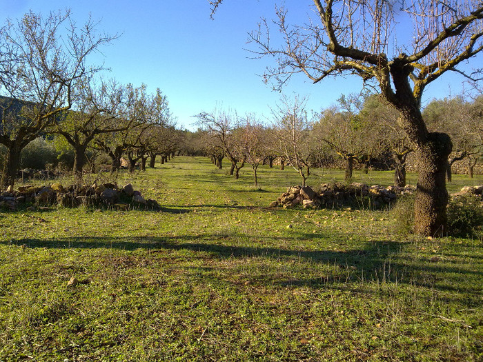 dimineata de toamna
