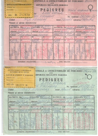 242870-81F Albastra,LUDU VASILE,fiica originali P. DORDIN,161279-83 M,Albastru LUDU VASILE; cumparati in 04.12.1986 de la LUDU VASILE inainte ca acesta sa ramina in GERMANIA dupa olimpiada columbofila de la DORMUNDT
