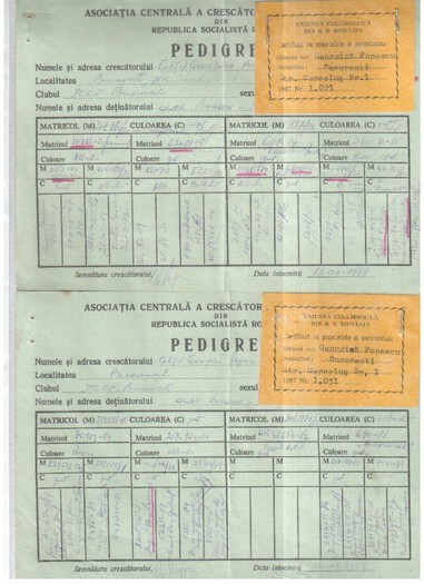 1021-87M G,1031-87F Gi,GEORGICA POPESCU - pedigreele unor porumbei achizitionati