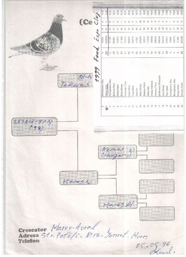 263818-87M N MARCU AUREL,fiu LALEAU NEAGRA,loc 2 fond TRANSILVANIA - pedigreele unor porumbei achizitionati