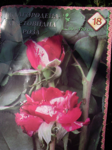IMGP3814 - achizitii  1 andra