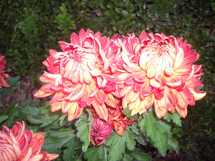 IMGP3835 - crizanteme