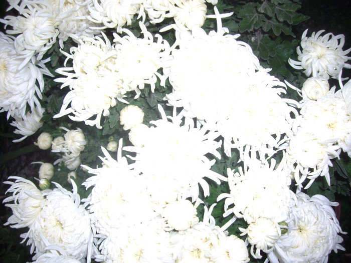 albe  1 - crizanteme