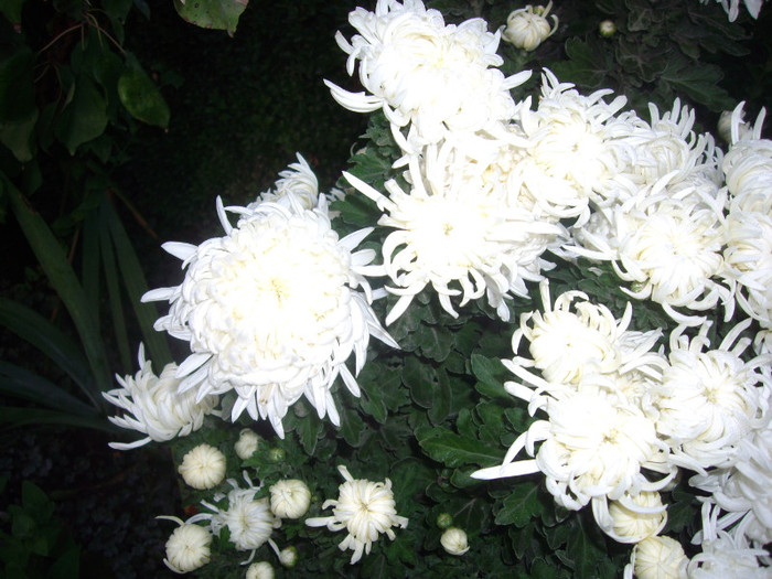 albe 1 - crizanteme