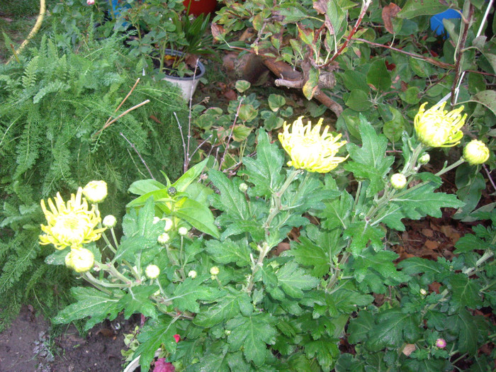 IMGP3841 - crizanteme