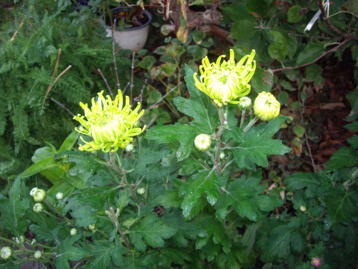 verzi - crizanteme