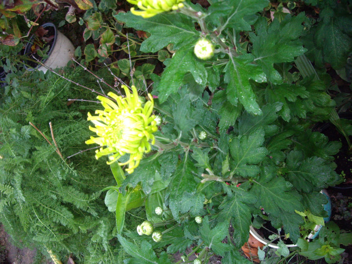 IMGP3844 - crizanteme