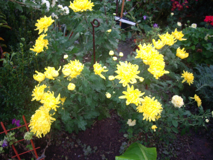 galbene - crizanteme