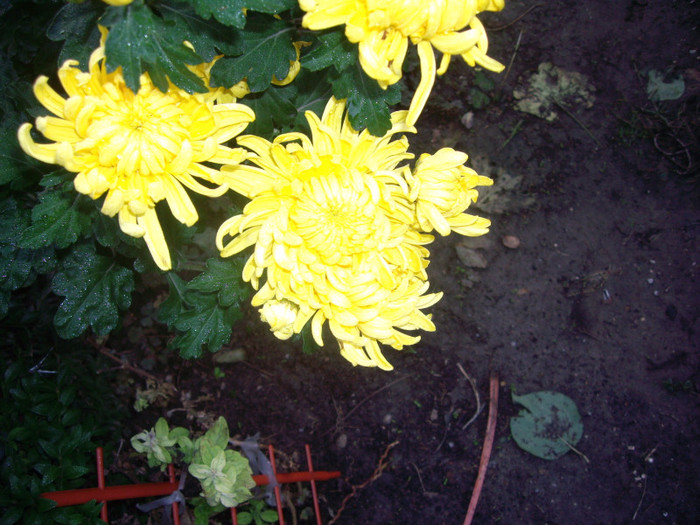 galbene - crizanteme