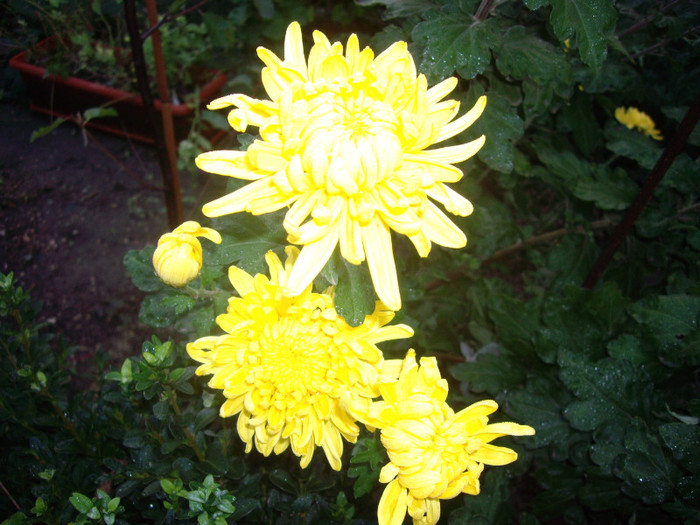 IMGP3847 - crizanteme