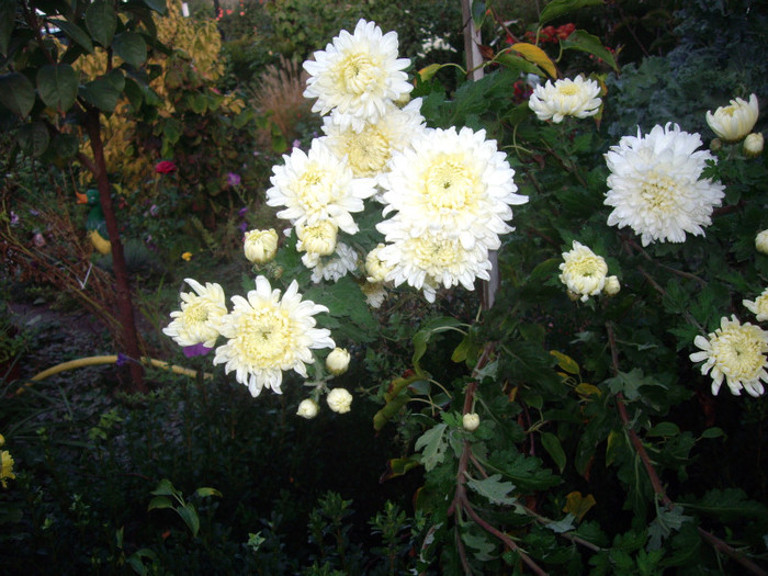 albe 2 - crizanteme