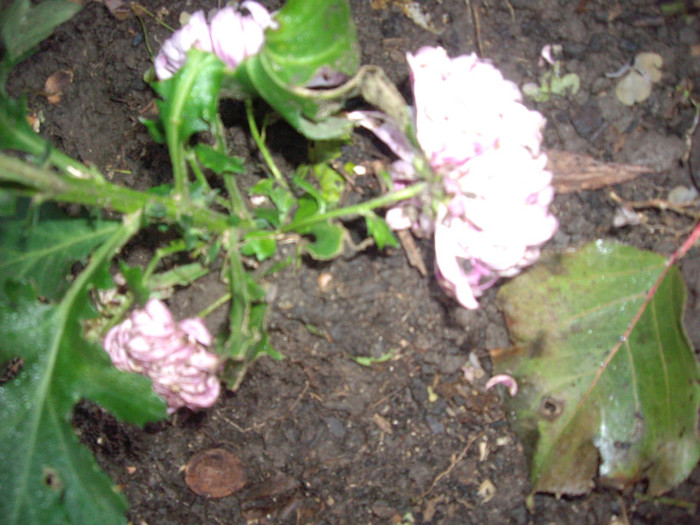 mov - crizanteme