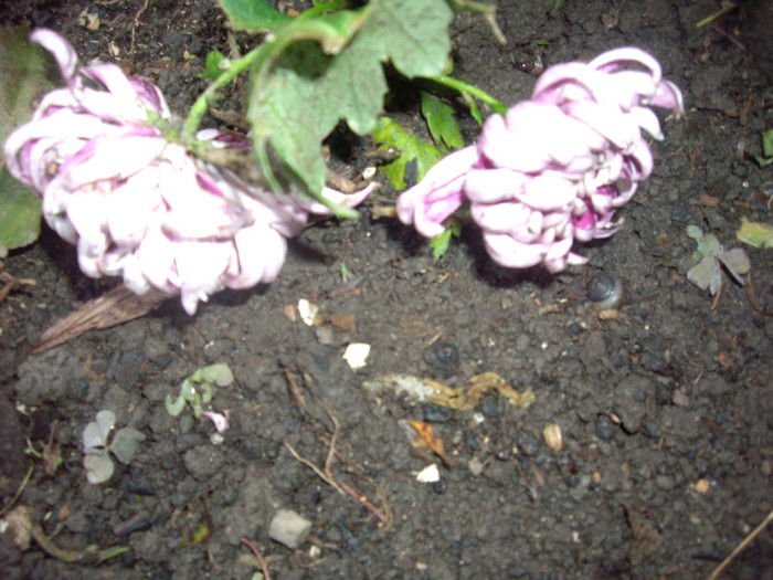 IMGP3851 - crizanteme