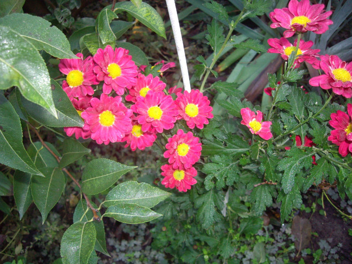 IMGP3853 - crizanteme