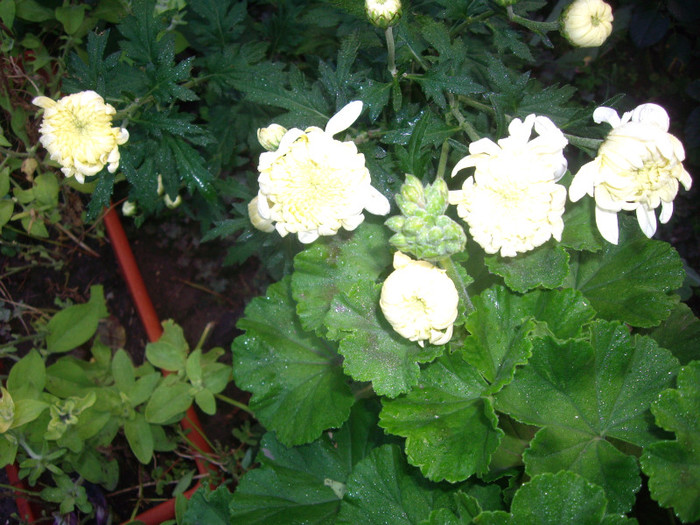 IMGP3856 - crizanteme