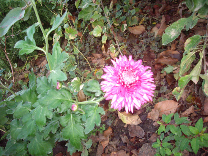 IMGP3857 - crizanteme