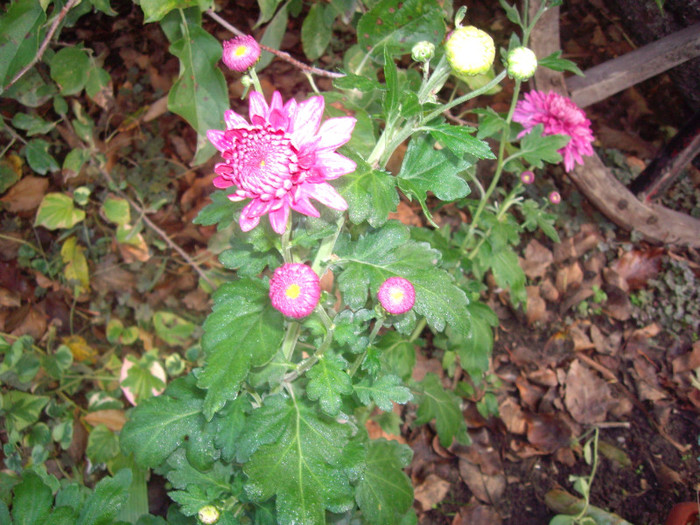 IMGP3858 - crizanteme