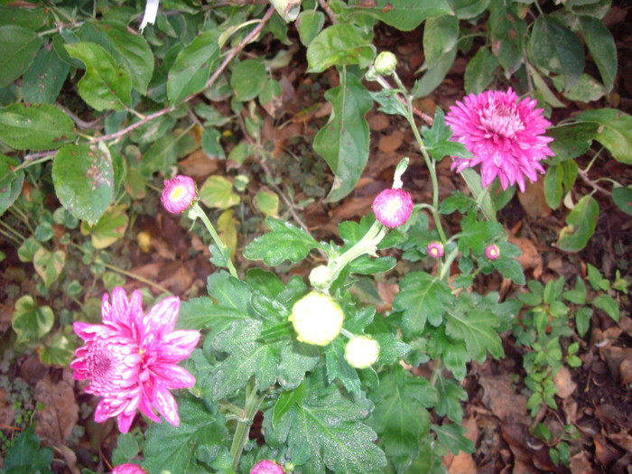 IMGP3859 - crizanteme