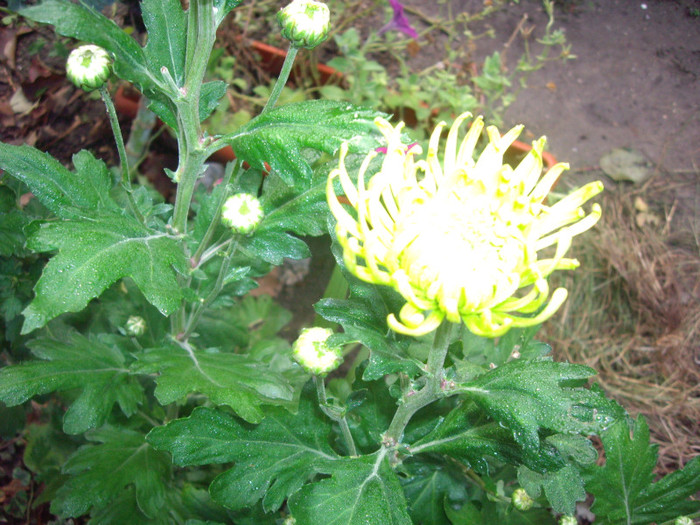 IMGP3860 - crizanteme