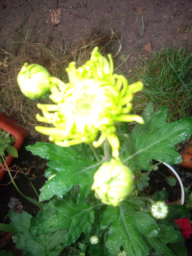IMGP3861 - crizanteme