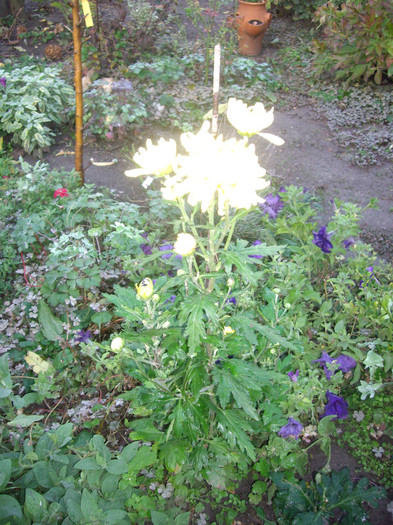 IMGP3863 - crizanteme
