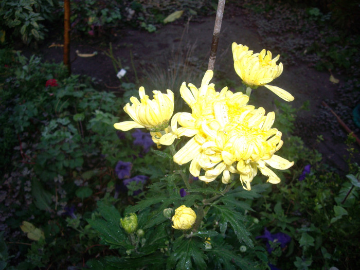 IMGP3864 - crizanteme
